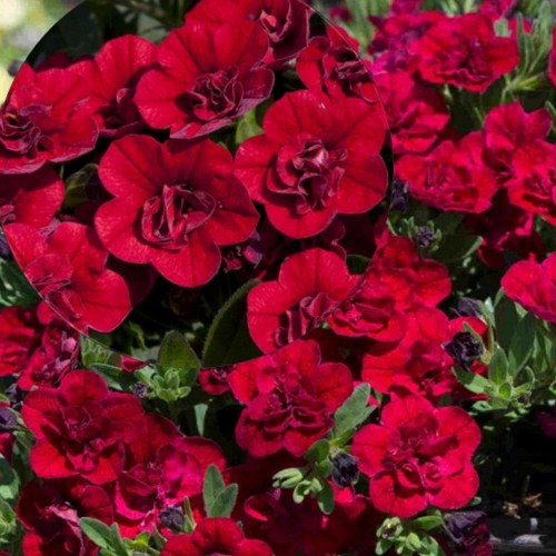 Calibrachoa UNIQUE 'Double Velvet Red' - Puispetuunia UNIQUE 'Double Velvet Red'